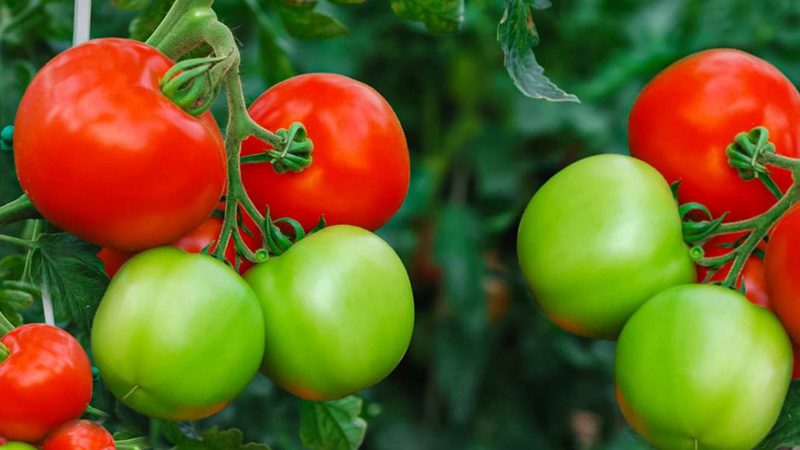 如何根据员工需求定制全身体检套餐？**